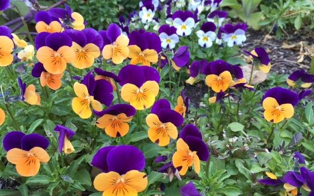 The Summer Garden Party